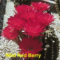 Wild Red Berry.4.1.jpg 